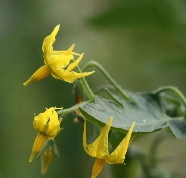 5fe06d609a433.jpg 01.jpg