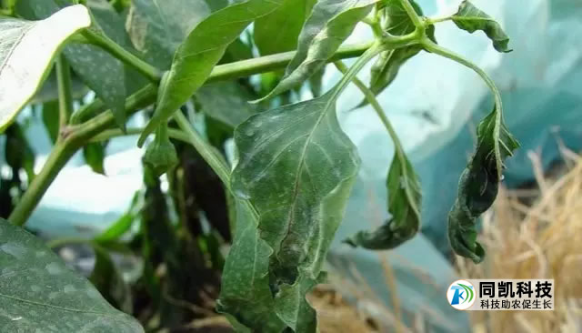 5fe3436048bc8.jpg 01.jpg