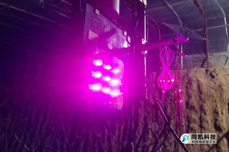 激光植物补光灯冬枣种植补光实景图 激光植物补光灯冬枣种植补光实景图