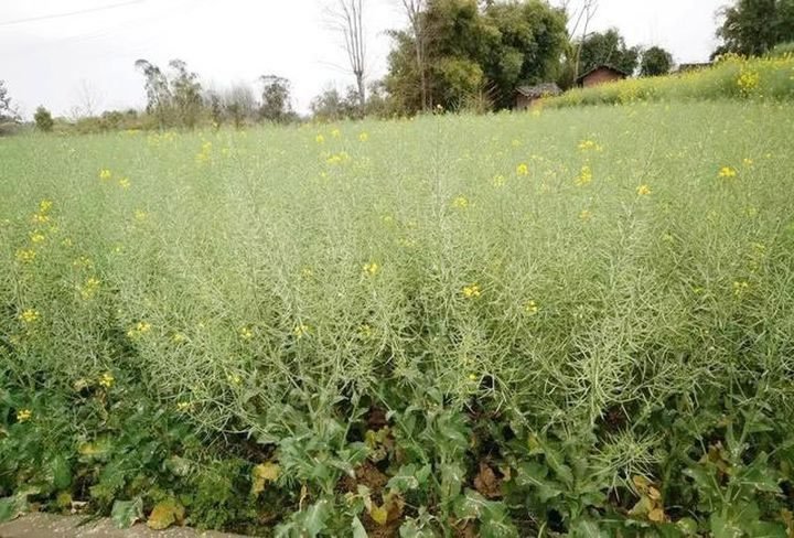 601a0c381459f.jpg 04.jpg