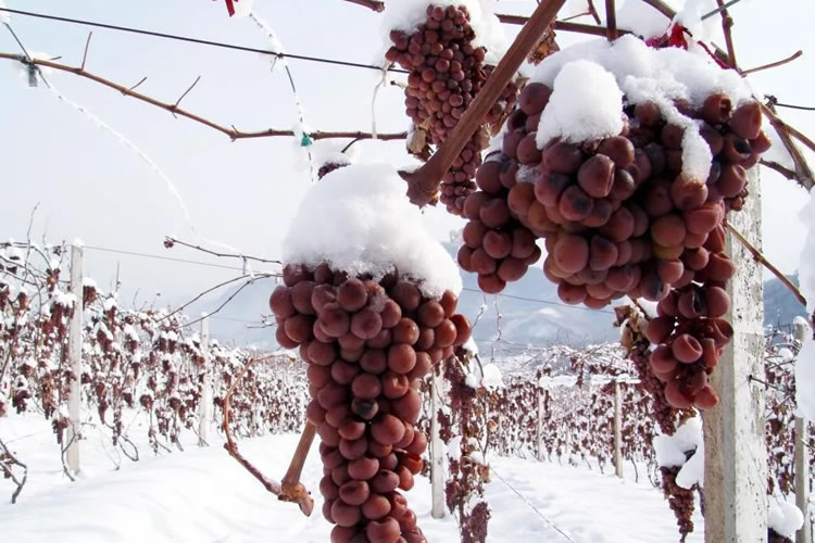 60321a9c81a79.jpg 01.jpg