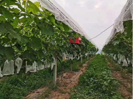 蒲城县尧山镇浮阳村 对方以前拉网,安装麻