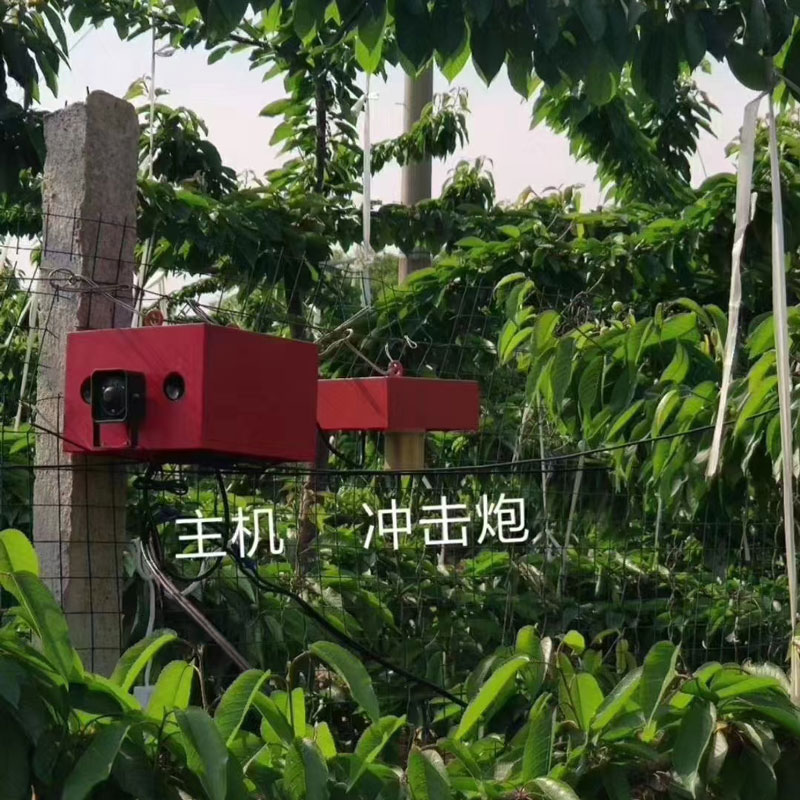 果园鸟害让人头疼，如何防治效果好？