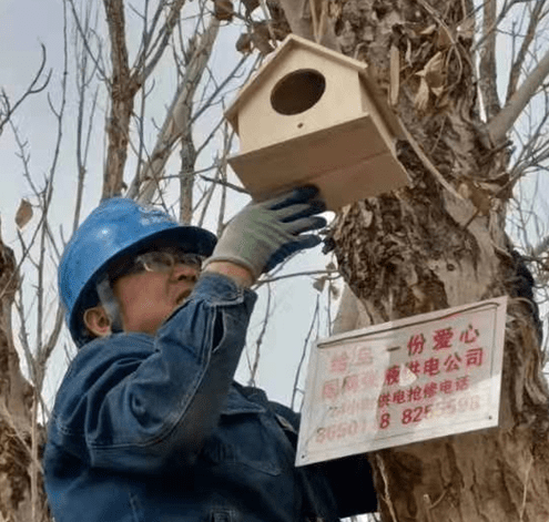 国网甘州区供电公司：为候鸟筑爱巢 保线鸟两平安