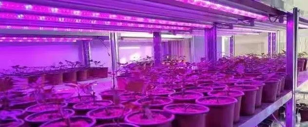不合适的植物补光灯对植物的生长有什么影响 不合适的植物补光灯对植物的生长有什么影响