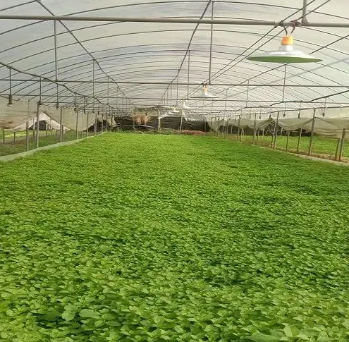 蔬菜大棚如何安装植物补光灯?